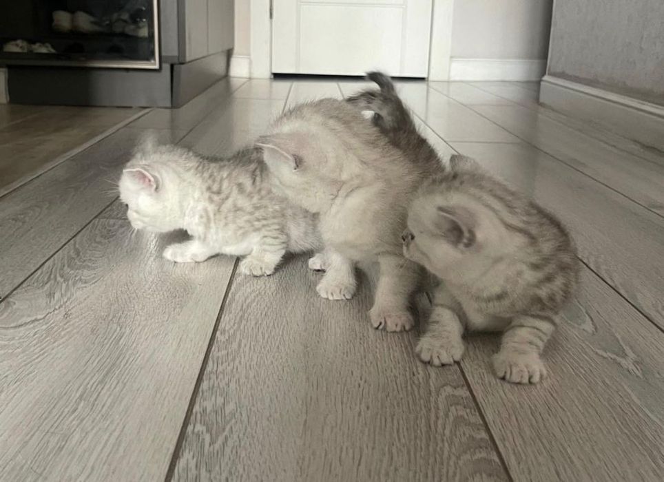 Шотландские котята вискасы