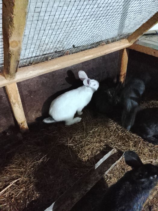 Продам домашних кроликов