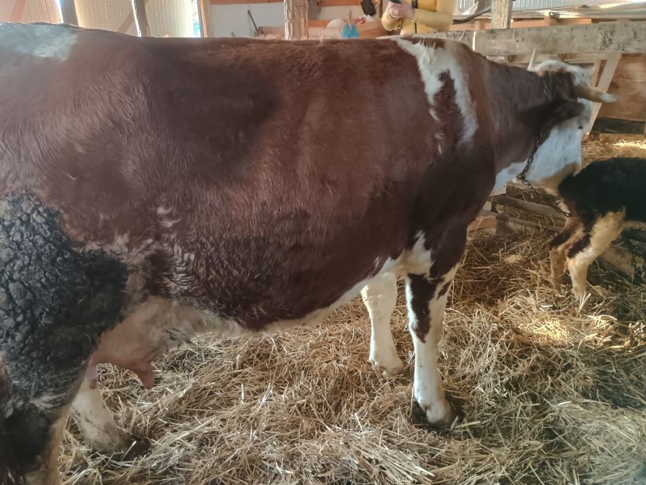 Vând vacă cu vițel