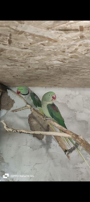 Продаётся парочка Александрийский попугай