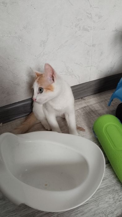 Котенок девочка ровно 4 месяца