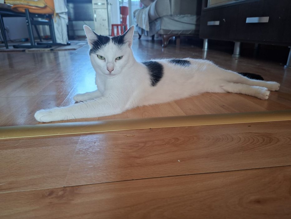 Donez 2 pisici de casă