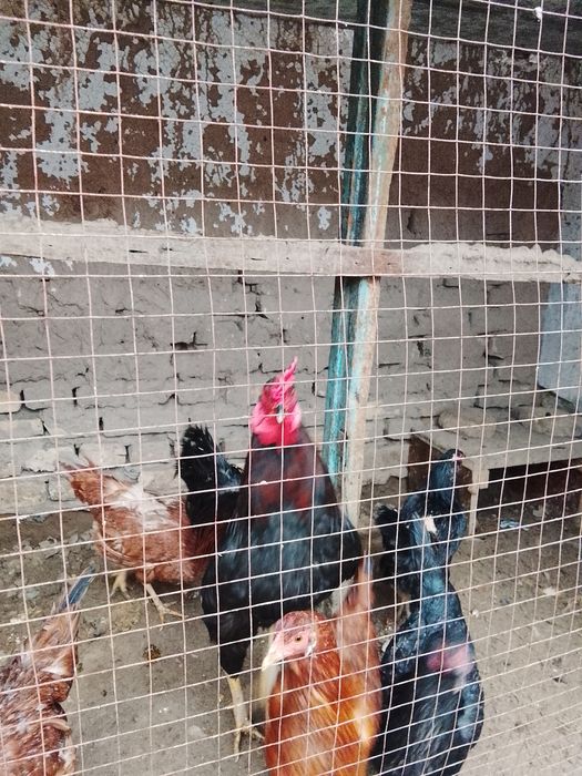 Хўроз сатилади дамашне