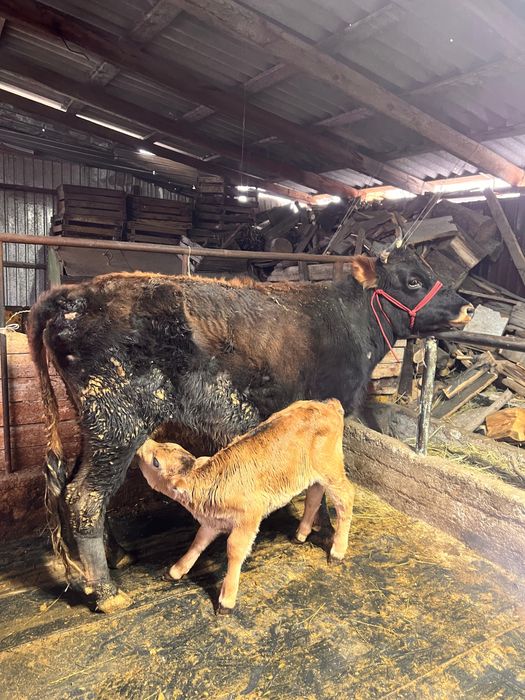 Продам коров с телятами.