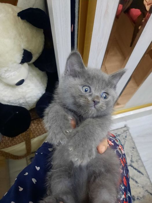 Skotish strayt o'g'il bolasi 2 oylik