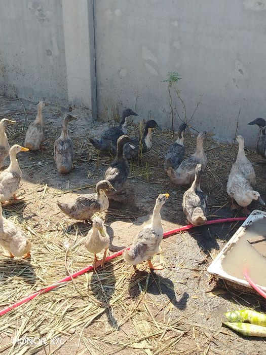 Продам утки молодые