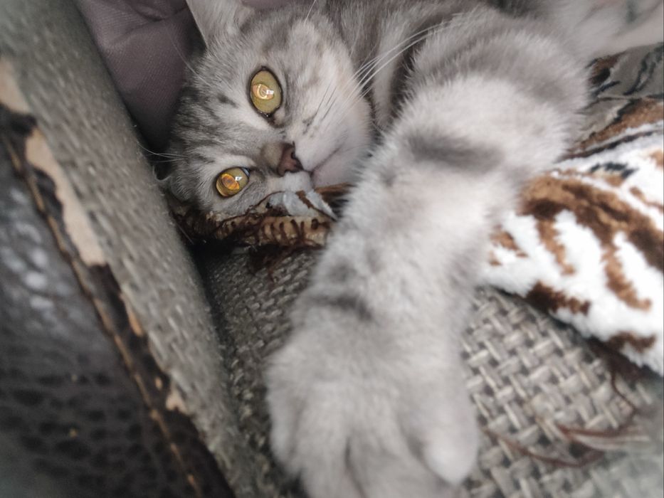 Отдам кошку в добрые руки