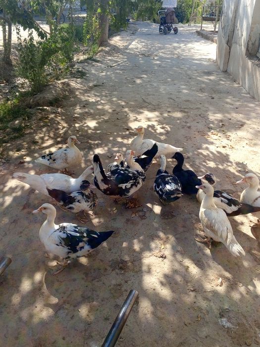 O'rdaklar sotiladi, induk o'rdak