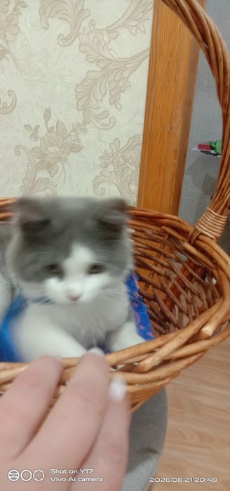 Отдам в хорошие, добрые руки котят!