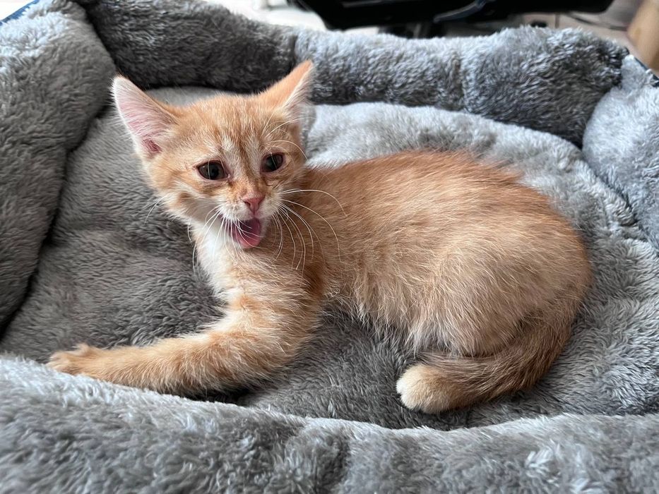 Отдам котёнка, рыжий мальчик