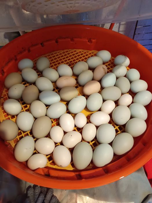 Oua pentru incubat Araucana preț 5 Ron bucata