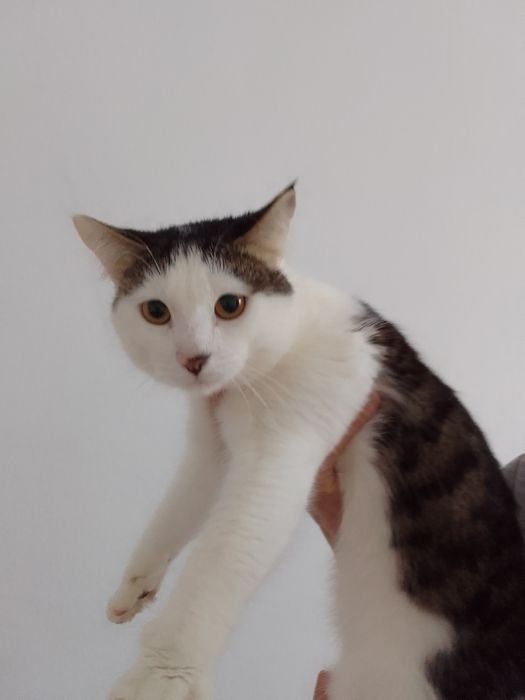 Отдам в добрые руки