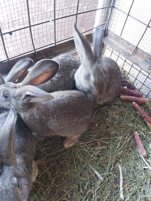 iepuri urias german belgian