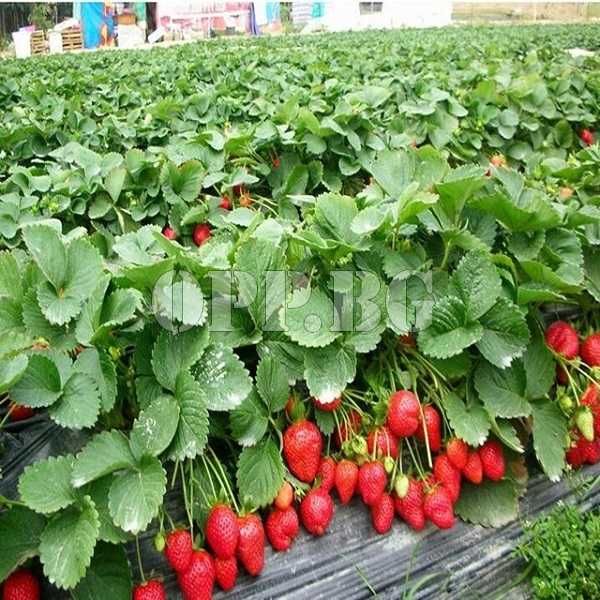 Продавам коренчета целогодишни ягоди  сорт албион