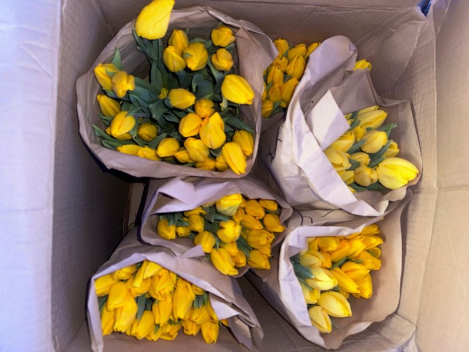 Тюльпаны оптом и в розницу