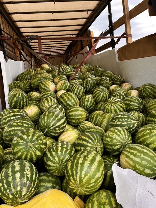 Продажа Оптом Арбузы из Ташкента