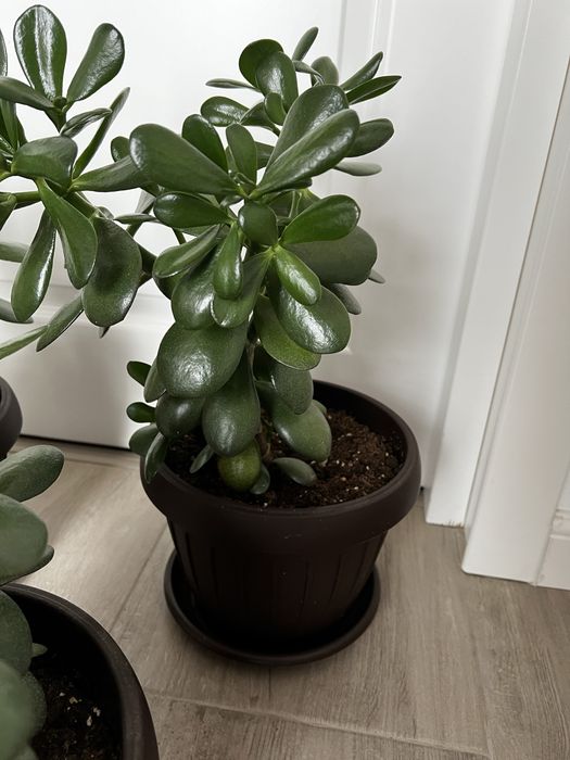 Arbore de jad sau pomul banului…