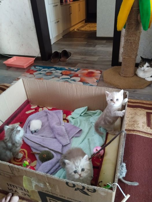 Продаются котята британской породы