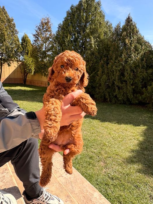 Женски Мини пудел Red apricot