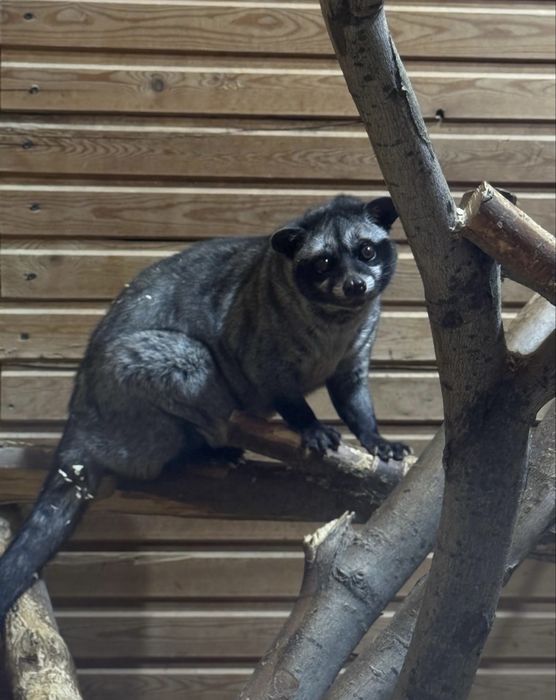 Экзотический питомец циветта