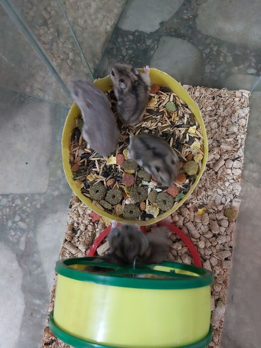 Хомячки Джунгарские