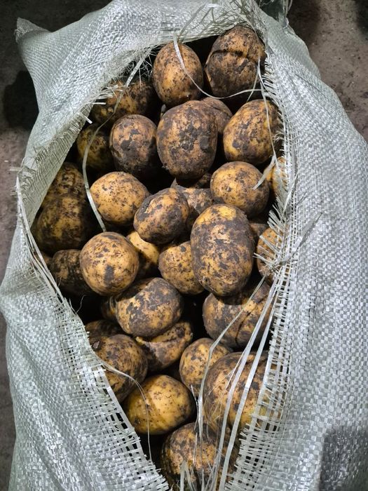 Картошка, свежий урожай