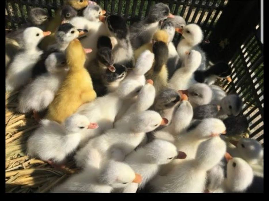 Rățuste polare, pui, boboci de gâscă!