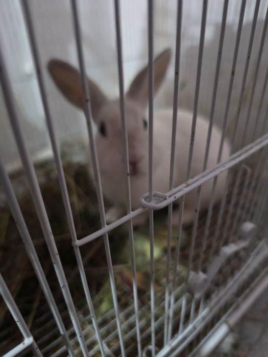 Продам декоротивных крольчат