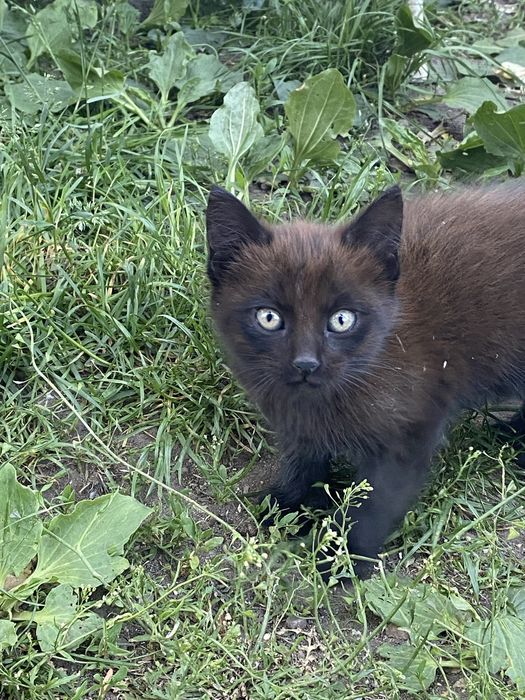 Pisica (fata) pentru adoptie la familii iubitoare