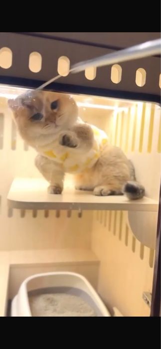 Вязка манчкин с родословной привозной