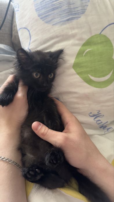 Котенок ищет дом