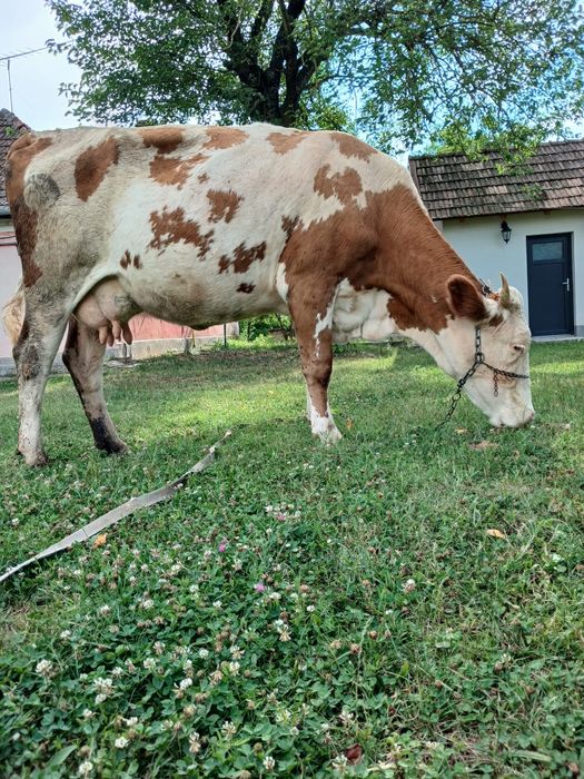 Vând vaca de 4 ani