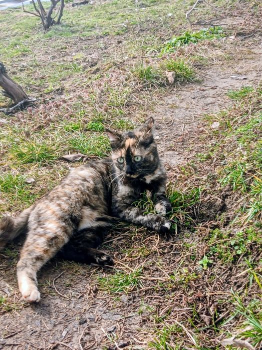 Pisicuta pentru adopție