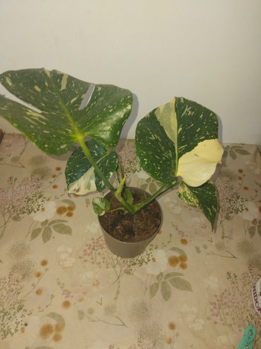Monstera deliciosa variegată 
Vând plantă sănătoa