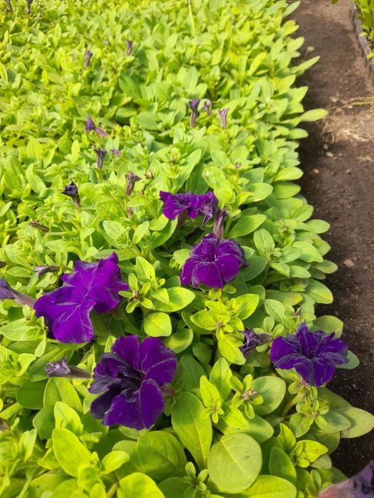 Цветы петунья и ТД.