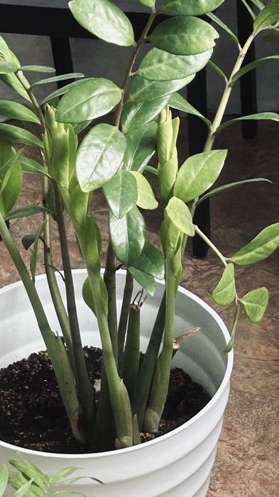 Продам комнатные цветы