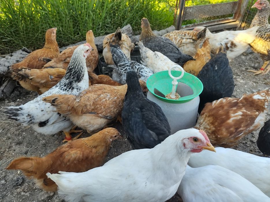 Пиленца на месец и половина