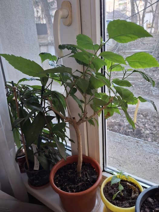 Plante de apartament-hoya(lacrima maicii domnului)