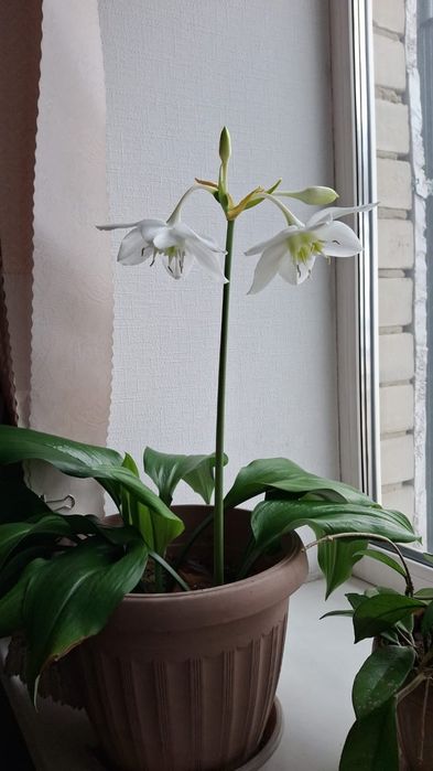 Цветы комн продам срочно