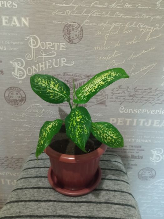 Дифинбахия  цветок