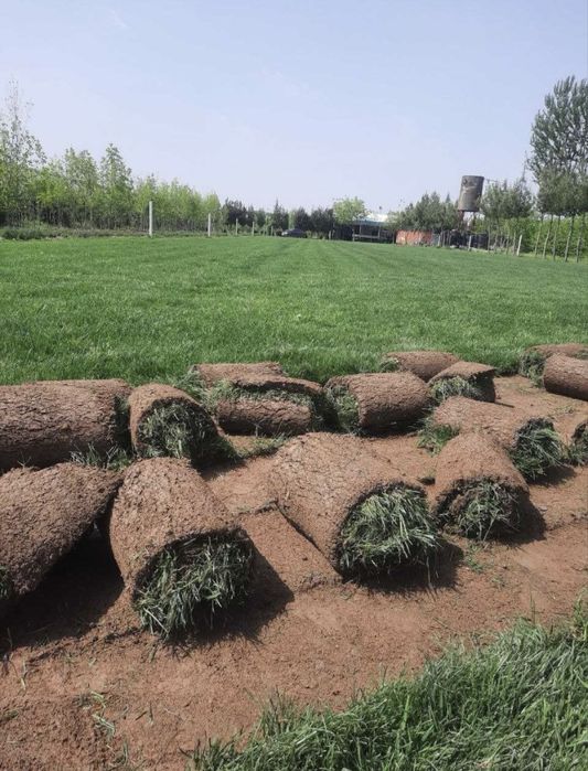 Рулон газон высшего качесства