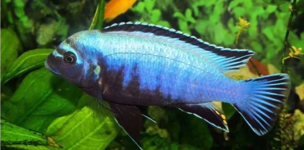 Мембе дип - Цихлида