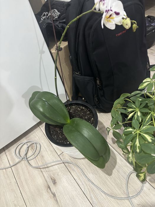 Продам орхидею и шефлеру