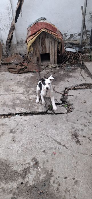 Sotiladi , Продажа