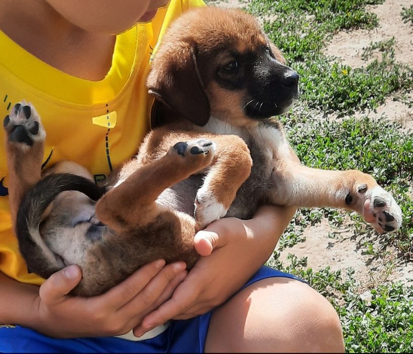 Отдам в добрые руки щенков.Алматы.