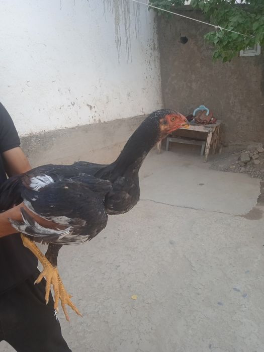 Дакан куланги жуда чемпион ни боласи 700.000