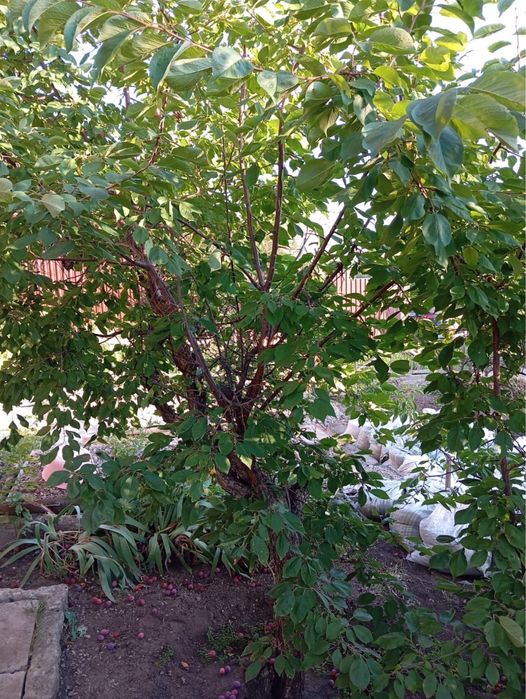 Продам дачу на Кожухово