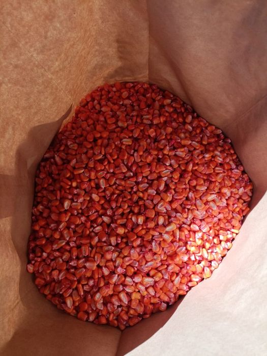 Семена кукурузы.  Жүгері. Жугери