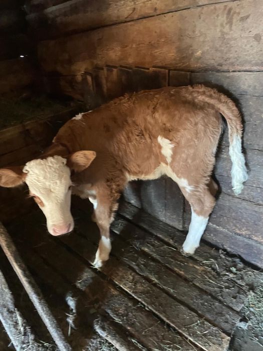 Vând vacă cu vițel