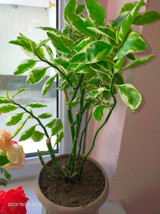 Комнатные домашние цветы